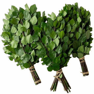 Веник берёзовый